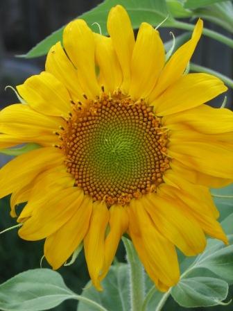 Giant Sunflower 4