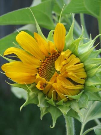 Giant sunflower 2